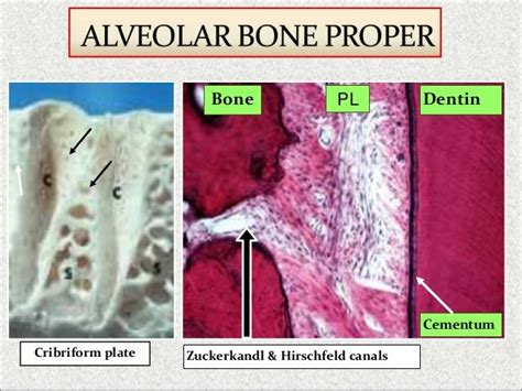 Alveolar Bone Dr Sherif Hassan