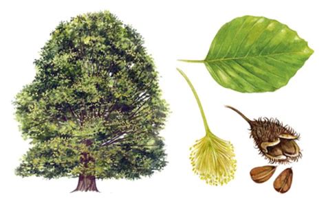 A Simple Guide To Identifying British Trees Country Life