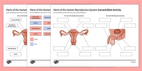 In this video i'm going to draw diagram of human male reproductive system , step by step and very easily in few minutes , human male reproductive system. Pin on Science Education
