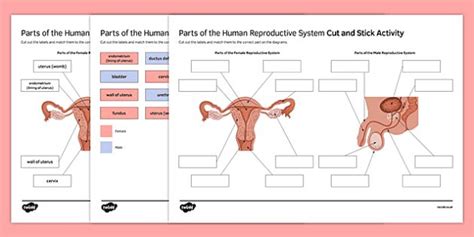 Learn vocabulary, terms and more with flashcards, games and other study tools. Pin on Science Education