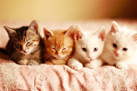 Healthy Paws For Kittens