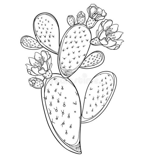 Vector Branch Of Outline Indian Fig Opuntia Or Prickly Pear Cactus