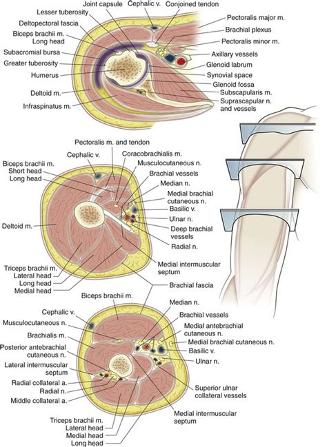 Shoulder And Arm Musculoskeletal Key