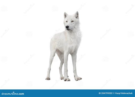Skinny Polar White Wolf In Summer Isolated On White Stock Photo Image