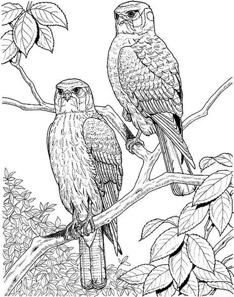Welcome to coloringpages101.com site with free coloring pages for kids on this site. Bird Coloring Page