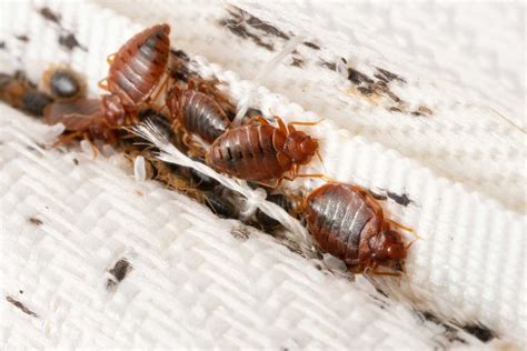 Bedbug Pest Control And Treatment Wellington Combat Pest Control