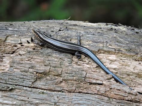 American Five Lined Skink Project Noah