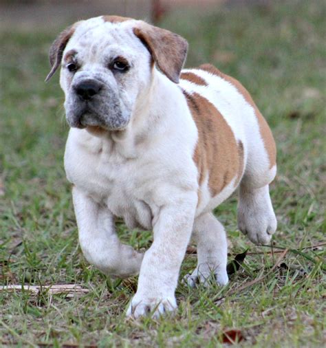 Old English Bulldog Puppies For Sale Winter Park Fl 260298