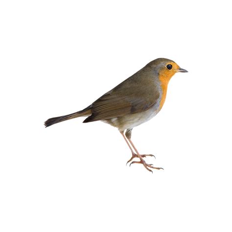 American Robin Png Images Transparent Hd Photo Clipart Animales