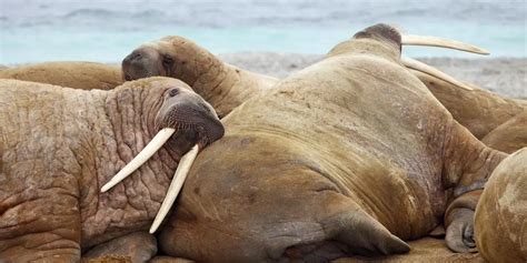 What Are The Predators Of The Walrus Polar Guidebook