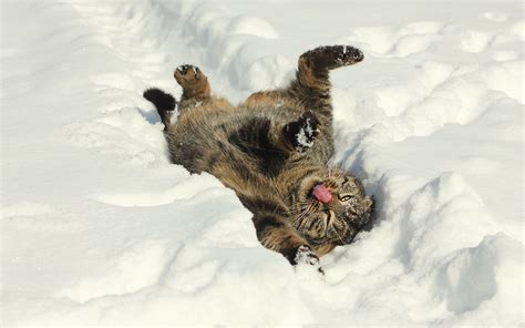 Cat Snow Winter Mood Wallpaper 2048x1280 125279 Wallpaperup