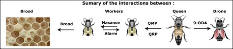 Honey Bee Genetics And Pheromones