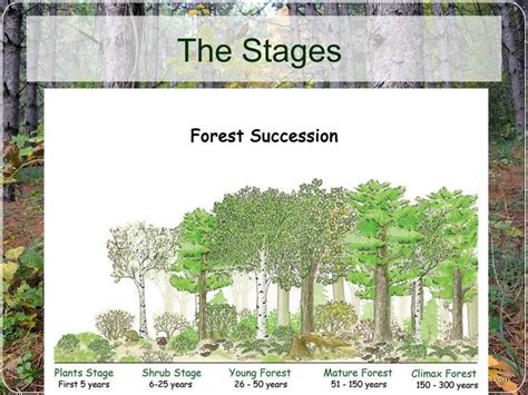 Forest Succession And Stages Ppt