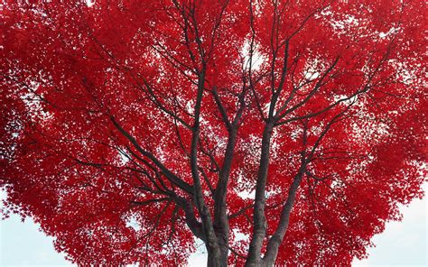 Photography Of Tree With Red Leaves Hd Wallpaper Wallpaper Flare