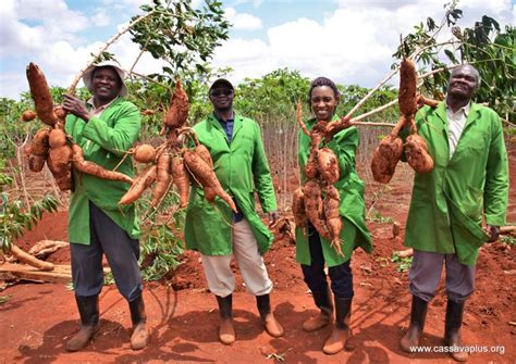 Kenya Greenlights Disease Resistant Genetically Modified Cassava