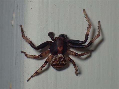 Spiders In Alabama Species And Pictures