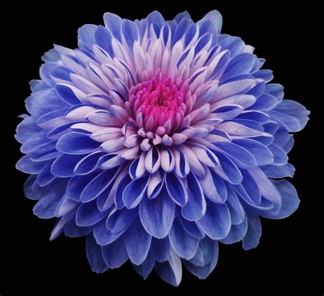 Purple Pink Flower On A Black Background Isolated With Clipping Path