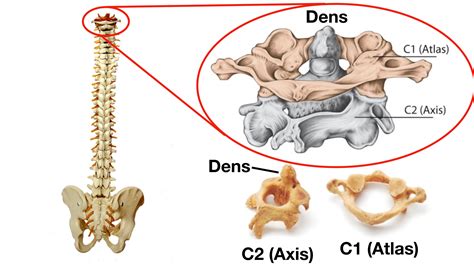 Vertebral Column Anatomy Cervical Thoracic Lumbar Sacral Spine Ezmed