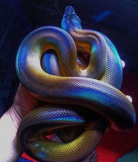 The White Lipped Python Looks Iridescent Animals Beautiful Most
