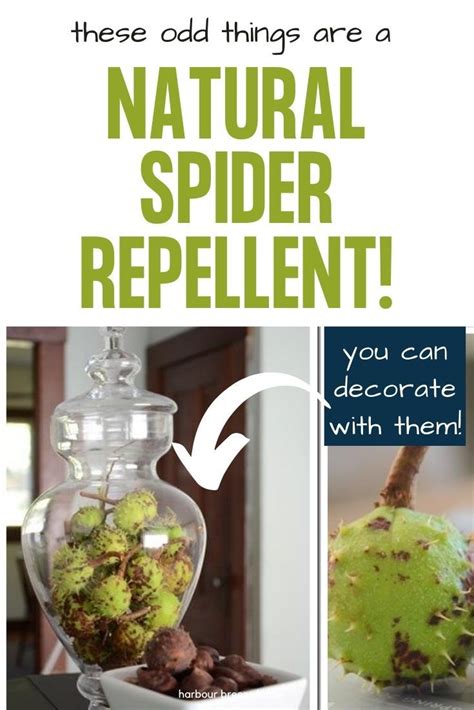 Decorate With This Natural Spider Repellent Natural Spider Repellant