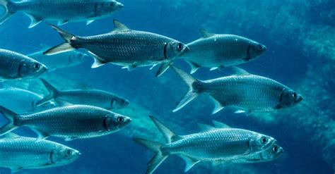 Sardines Fish Facts | AZ Animals