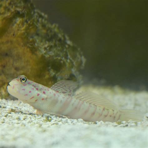 Pink Spotted Watchman Goby The Fishotel
