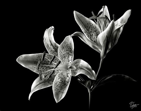 Find images of lily flower. Stargazer Lily in Black and White by Endre Balogh ...