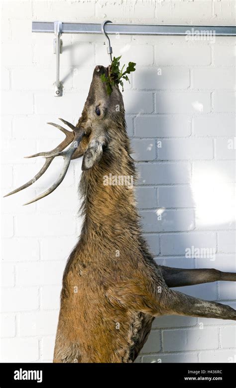 Hanging Deer Hi Res Stock Photography And Images Alamy