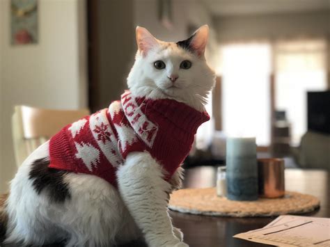 Fat Cat In A Little Sweater Raww