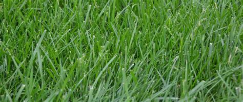 All You Need To Know About Kentucky 31 Tall Fescue Tall Fescue Tall
