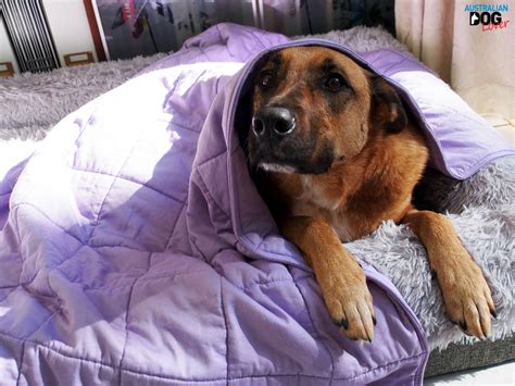Weighted Blankets For Dog Anxiety Hot Dog On A Leash