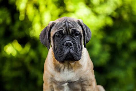 Bullmastiff Price The Initial Puppy Cost And All Other Expenses