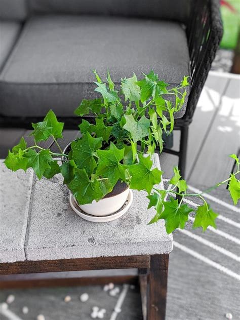 How To Grow Stunning German Ivy In Planters And Pots Ivy Plant Indoor Plants Ivy Plants