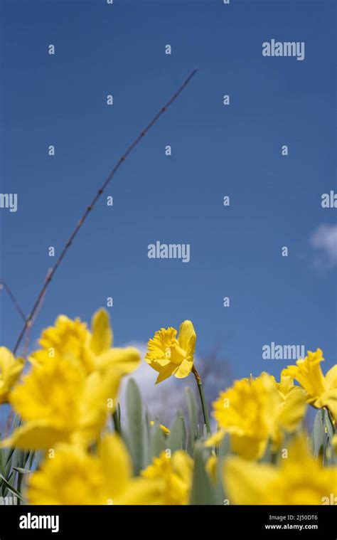 Daffodils Pictured Against A Bright Blue Sky Stock Photo Alamy