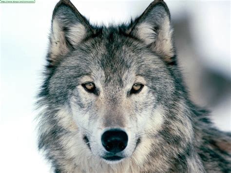 lobo | brumas matinales