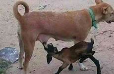 dog goat breast nairaland feeding sucking