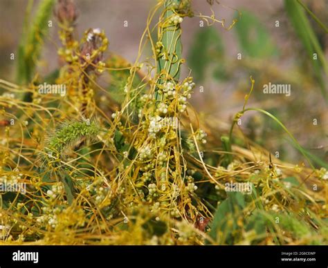 The Greater Dodder Or European Dodder Parasitic Plant Cuscuta