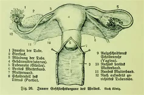 Riesige sammlung, hervorragende auswahl, mehr als 100 mio. File:Die Frau als Hausärztin (1911) 026 Innere ...