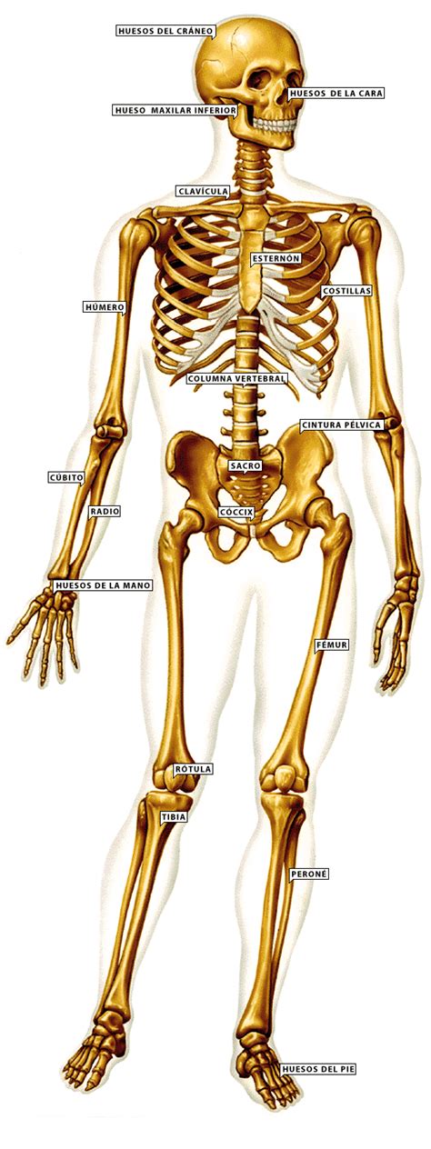 Esqueleto De La Mano Sistema Oseo Pinterest Searching Reverasite