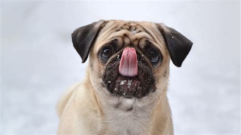 Download Wallpaper 2560x1440 Pug Funny Protruding Tongue Dog