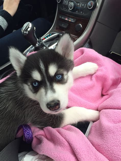 Cutest Blue Eyed Husky Puppy Ever Blue Eyed Husky Puppy Husky With