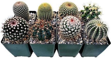 For example, this brazilian coastal plant (which is also known. Fat Plants San Diego + Cactus Plants
