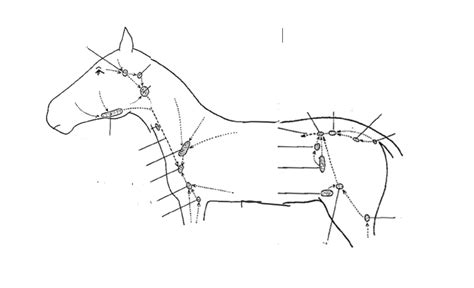Horse Lymph Nodes Diagram Quizlet