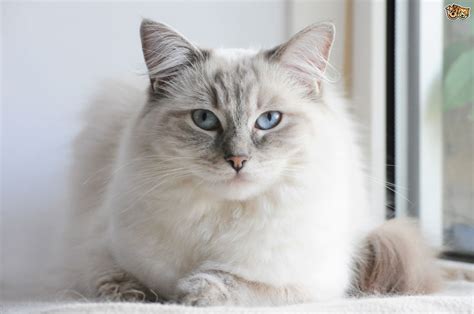 12 Large Cat Breeds That Make Lovely Pets Pets4homes