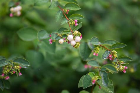 How To Grow And Care For Common Snowberry