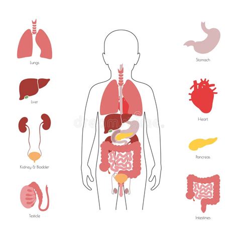 Human Internal Organs Vector Stock Vector Illustration Of Healthy