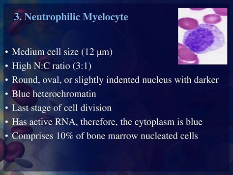 Practical Hematology Lab Normal Cell Maturation Ppt Download