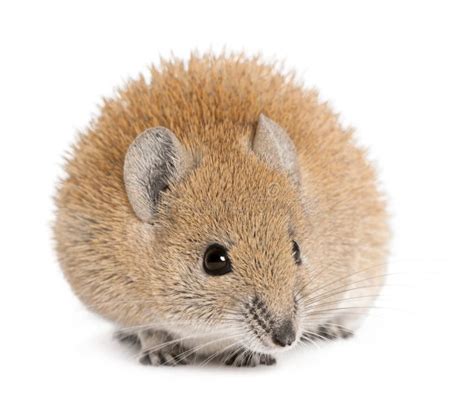 Golden Spiny Mouse Acomys Russatus 1 Year Old Stock Photo Image Of