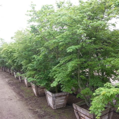 Acer Palmatum Green Japanese Maple Mid Valley Trees