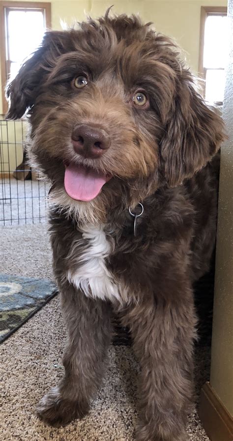 Aussiedoodle Aussiedoodle Cute Dogs Dog Lovers Puppies
